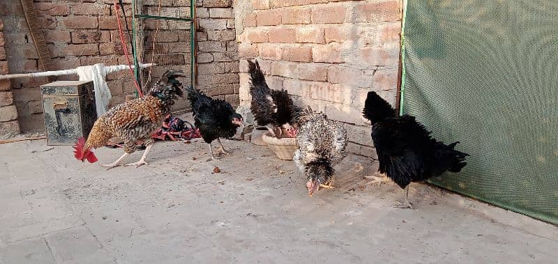 Egg laying hens 4 and 1 male for sale 6