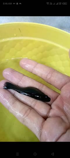 jumbo pure black colour Molly fishes