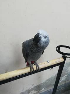 1.5Year, Healthy,Active, Hand Tamed, Good Talker African Grey Parrot