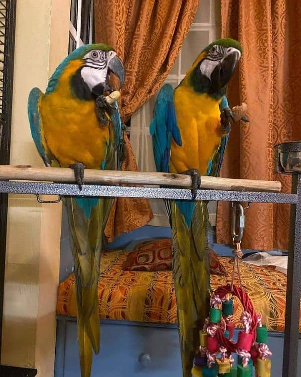 Macaw 3 mah age available for sale 9