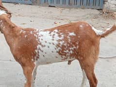 pure maki china bakra dubal hadi ma 03074063680