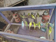 Australian parrots 12 pair jis bhai ny lena ho wo contact kry bs