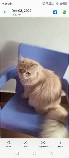 Persian Punch Faced Male Cat for Sale - Ready to Breed