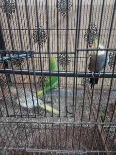 Cockatiel pair sale