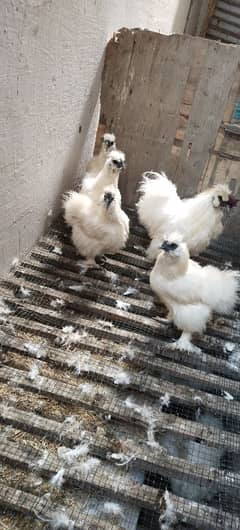 White Silkie