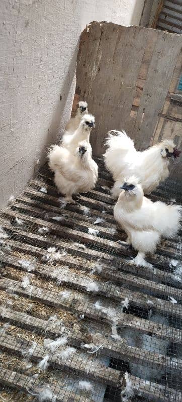 White Silkie 0