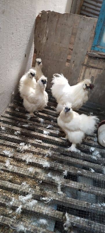 White Silkie 1