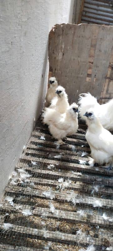 White Silkie 2