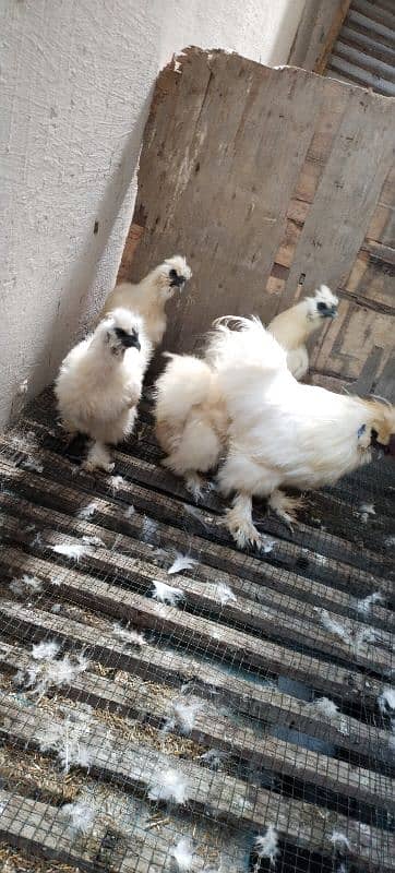 White Silkie 3