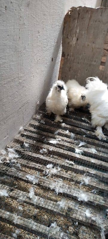 White Silkie 4