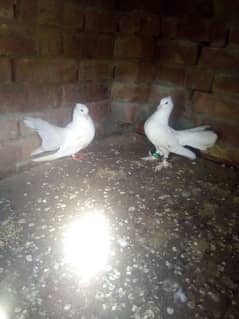 lakka pair urgent for sale