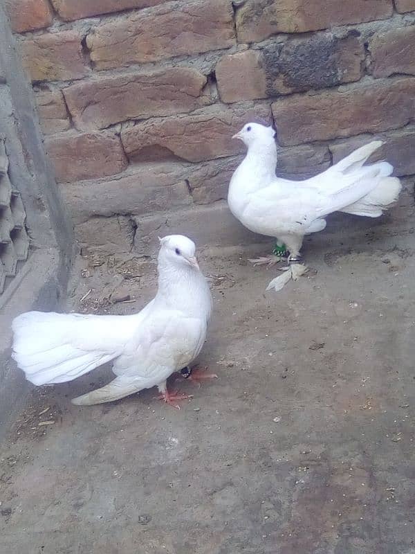 lakka pair urgent for sale 1