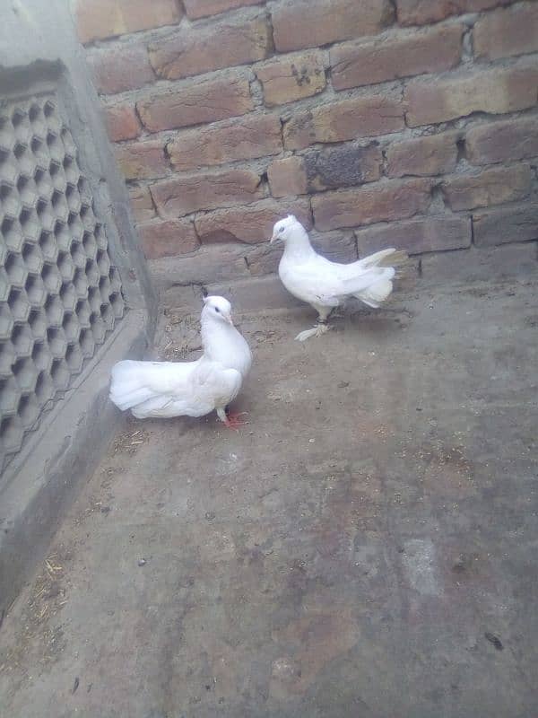 lakka pair urgent for sale 2