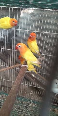 love birds sale