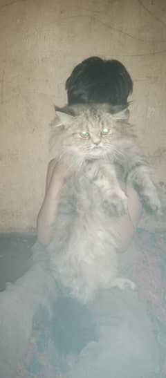 Persian cat for sale little trained contact only serious person 0