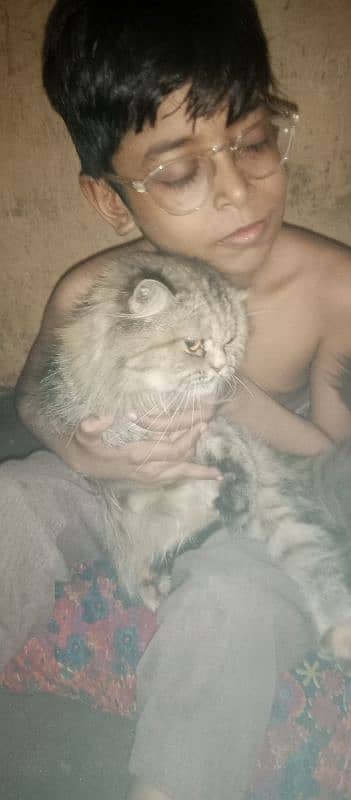 Persian cat for sale little trained contact only serious person 1