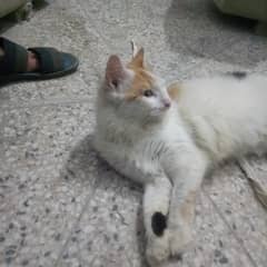 full tamed cat for sale age 1 year plus 0