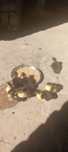 Muscovy duck Chicks Available Whatsapp 03155110956