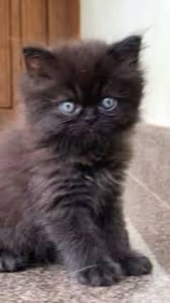 Persian peke face near to peke kittens avail