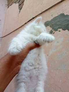 1.5 month Persian male kittens