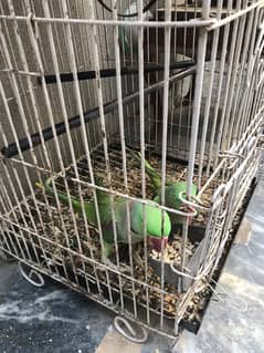 Raw parrot pair for sale