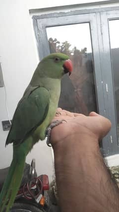 ringneck male parrot