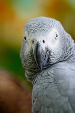 grey parrot pair 0