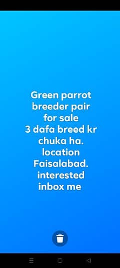 green parrot breeder pair for sale 03341743563 WhatsApp number