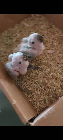 Sunconure Chicks