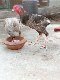 ayam cemani shamo vetnami aseel parmor aseel contact 03025815569