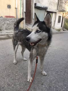 Siberian husky Abbottabad