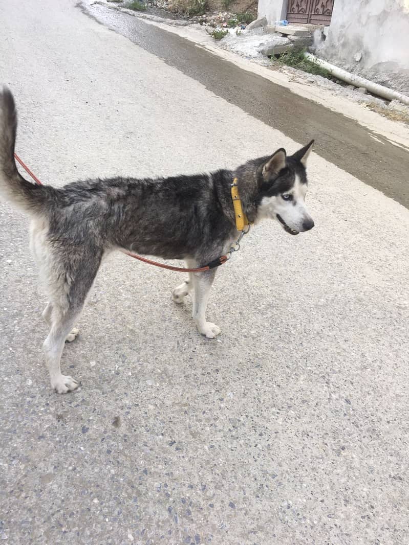 Siberian husky Abbottabad 1