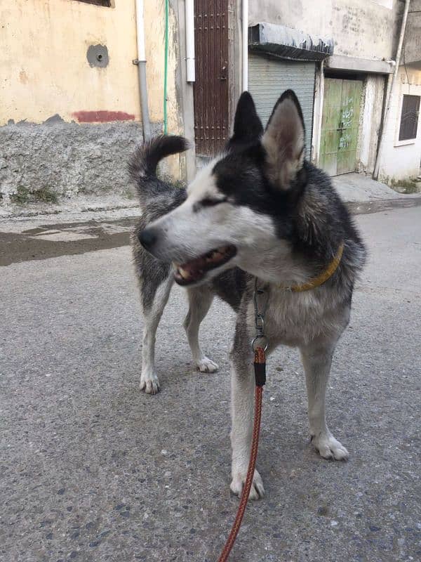 Siberian husky Abbottabad 2