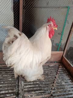 Bantam Male available