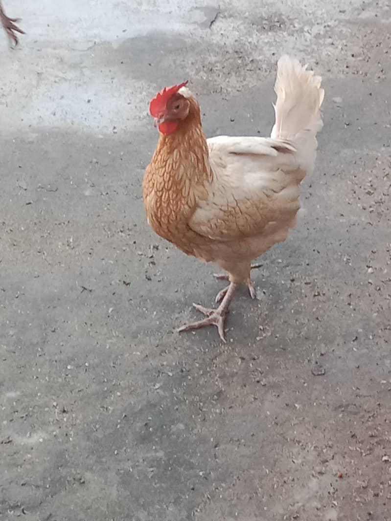 Hens murgi 0