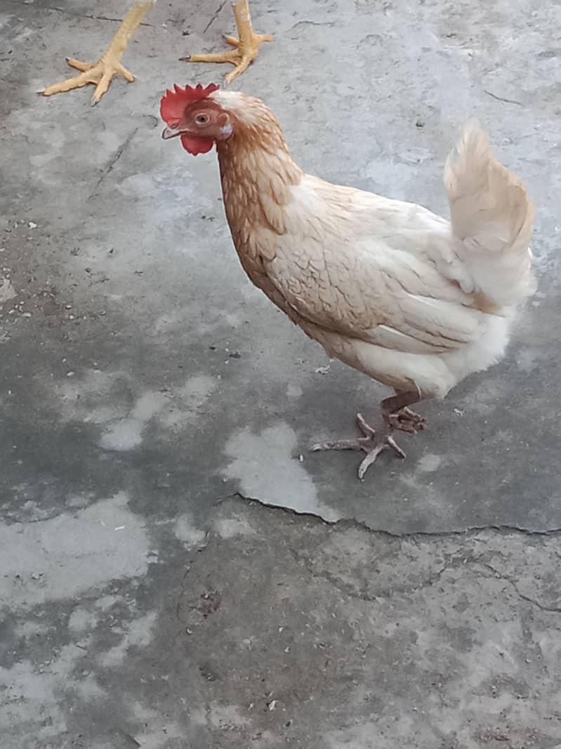 Hens murgi 1