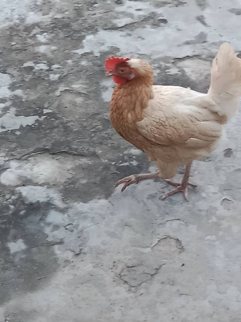 Hens murgi 2