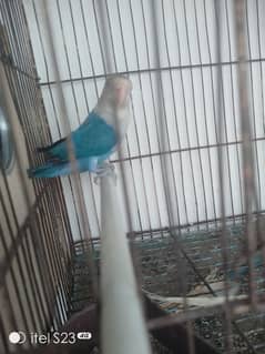 love bird pair with cage and breeding box and Australian parrot pair