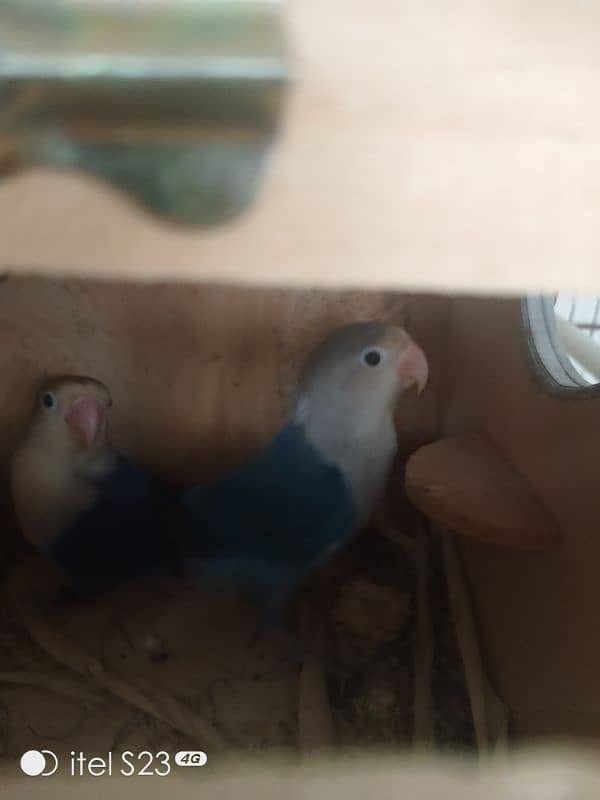 love bird pair with cage and breeding box and Australian parrot pair 2