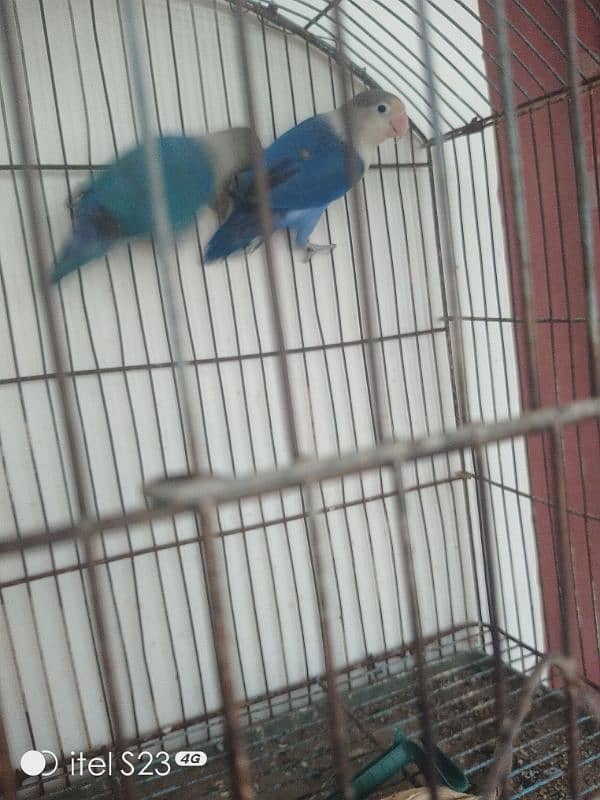 love bird pair with cage and breeding box and Australian parrot pair 3