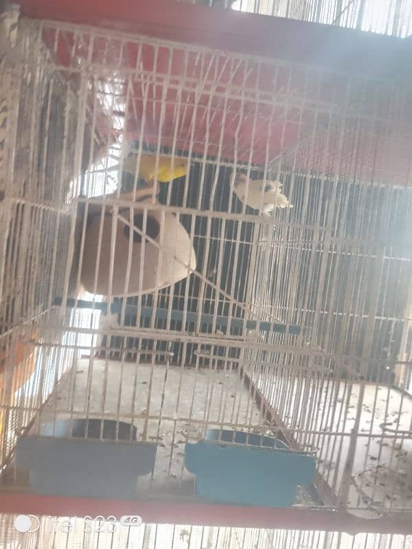 love bird pair with cage and breeding box and Australian parrot pair 4