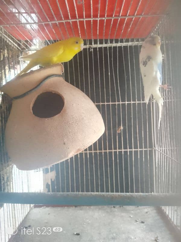 love bird pair with cage and breeding box and Australian parrot pair 5