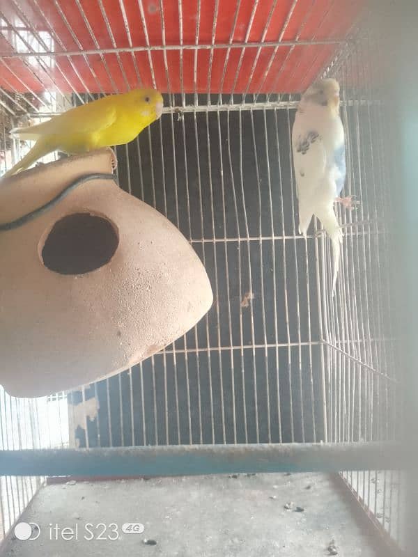 love bird pair with cage and breeding box and Australian parrot pair 6