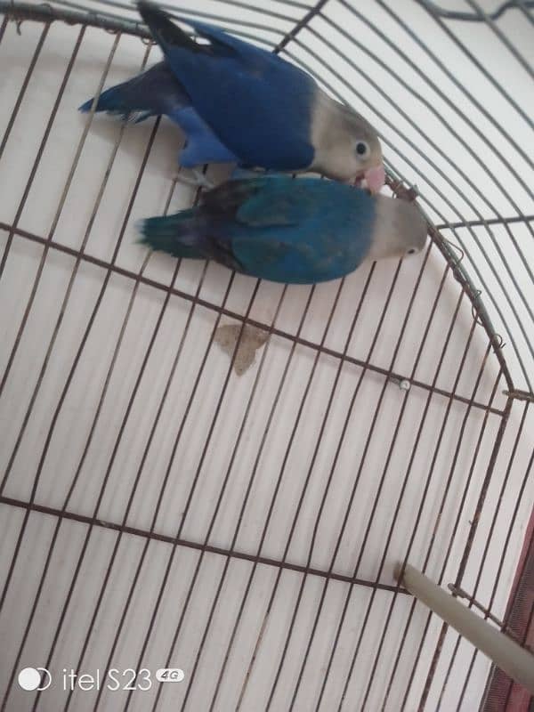 love bird pair with cage and breeding box and Australian parrot pair 8