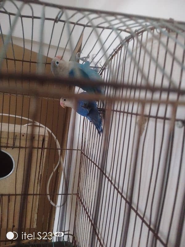 love bird pair with cage and breeding box and Australian parrot pair 10