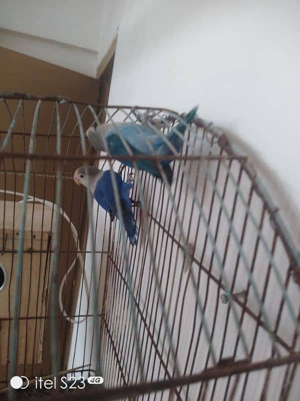 love bird pair with cage and breeding box and Australian parrot pair 12