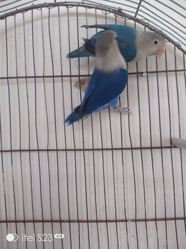 love bird pair with cage and breeding box and Australian parrot pair 13