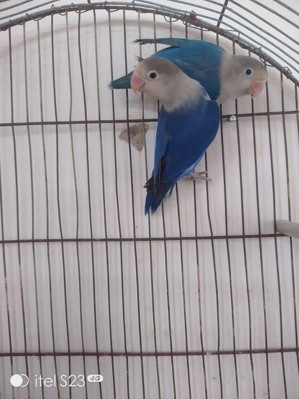 love bird pair with cage and breeding box and Australian parrot pair 14