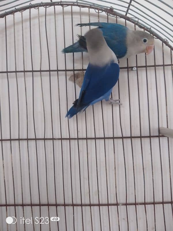 love bird pair with cage and breeding box and Australian parrot pair 15