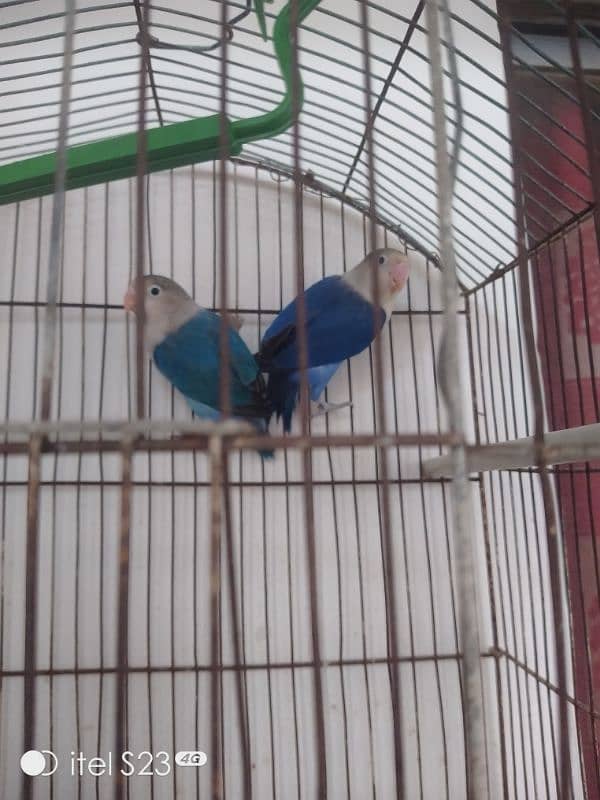 love bird pair with cage and breeding box and Australian parrot pair 16